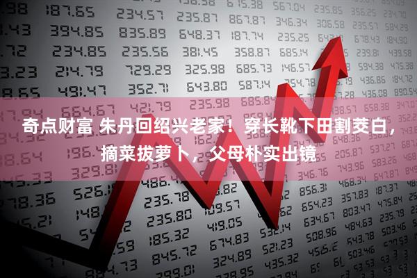 奇点财富 朱丹回绍兴老家！穿长靴下田割茭白，摘菜拔萝卜，父母朴实出镜